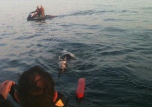 cavalo_mar