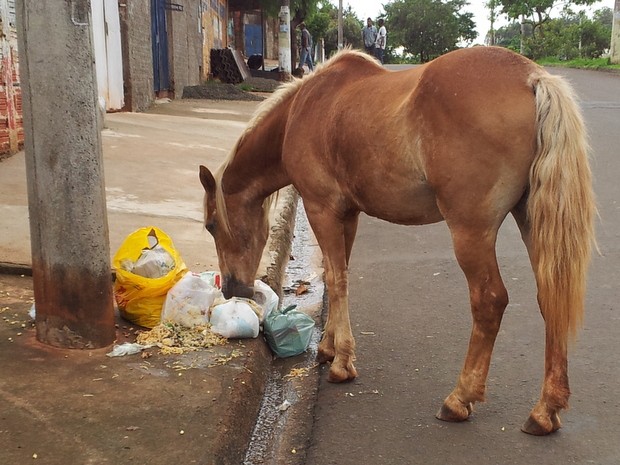 Cavalo abandonado em área de lazer rasga lixo para comer em Piracicaba (Foto: Fernanda Zanetti/G1)