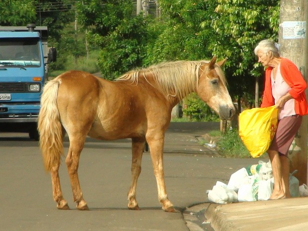 Mulher dá milho a equino que, com fome, fuça lixo em rua de Piracicaba (Foto: Fernanda Zanetti/G1)