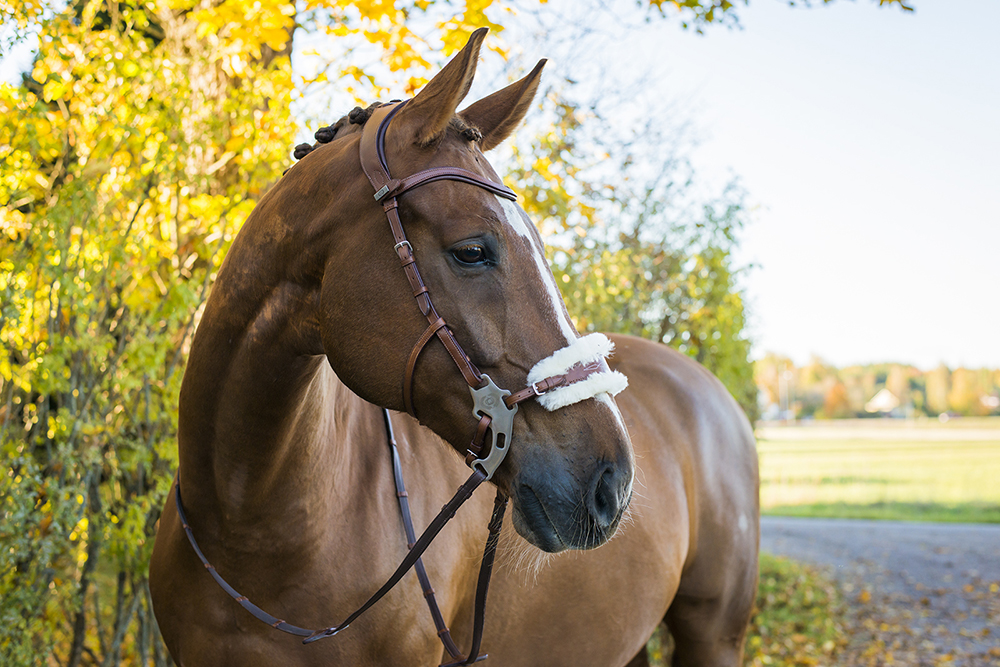 Featured image of post Cavalo Paraguaio Significado cavalo paraguaio rt capcrivelari bom dia a todos ontem vi o americana apatico perder para a lusa no caninde uma