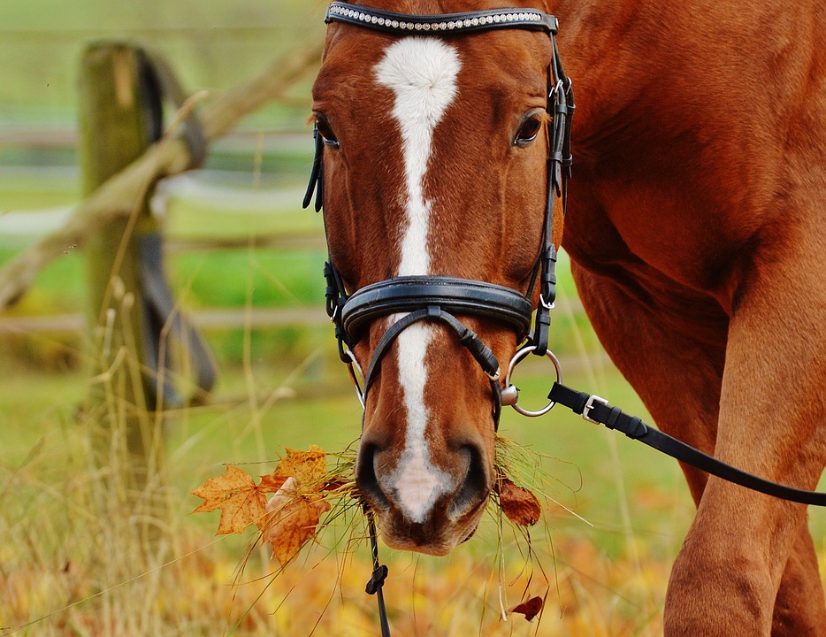 cavalo